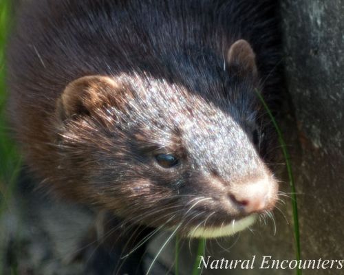 American Mink