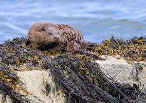 Otter on Mull