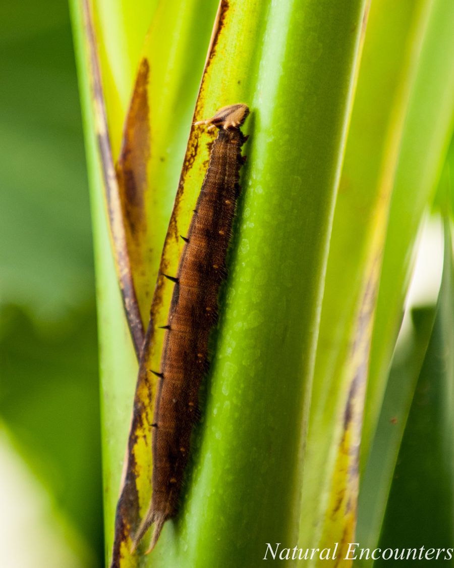 Owl Butterly Larva