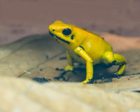 Golden Dart Frog