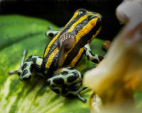 Exotic Amphibians