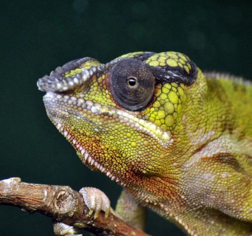Panther Chameleon
