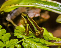 Phantasmal Dart Frog calling