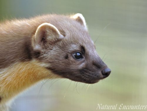 Pine Marten