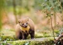 Pine Marten