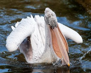 Pink Backed Pelican