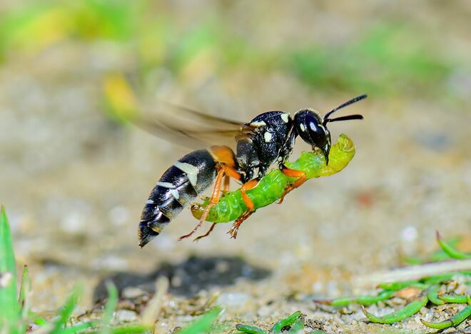 Purbeck Mason Wasp with caterpillar