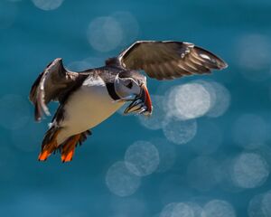 Puffin with Sandeels