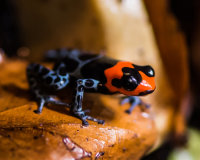 Blessed Poison Frog