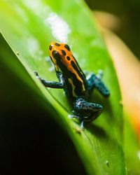 Ranitomeya amazonica Arena Blanca