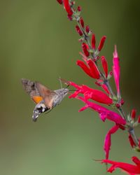 Hummingbird Hawk Moth