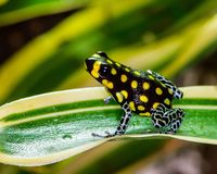 Ranitomeya vanzolinii