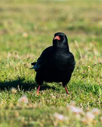 Chough
