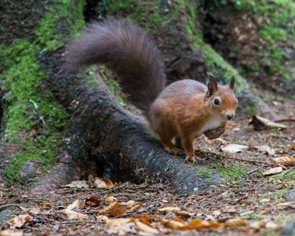 Red Squirrel
