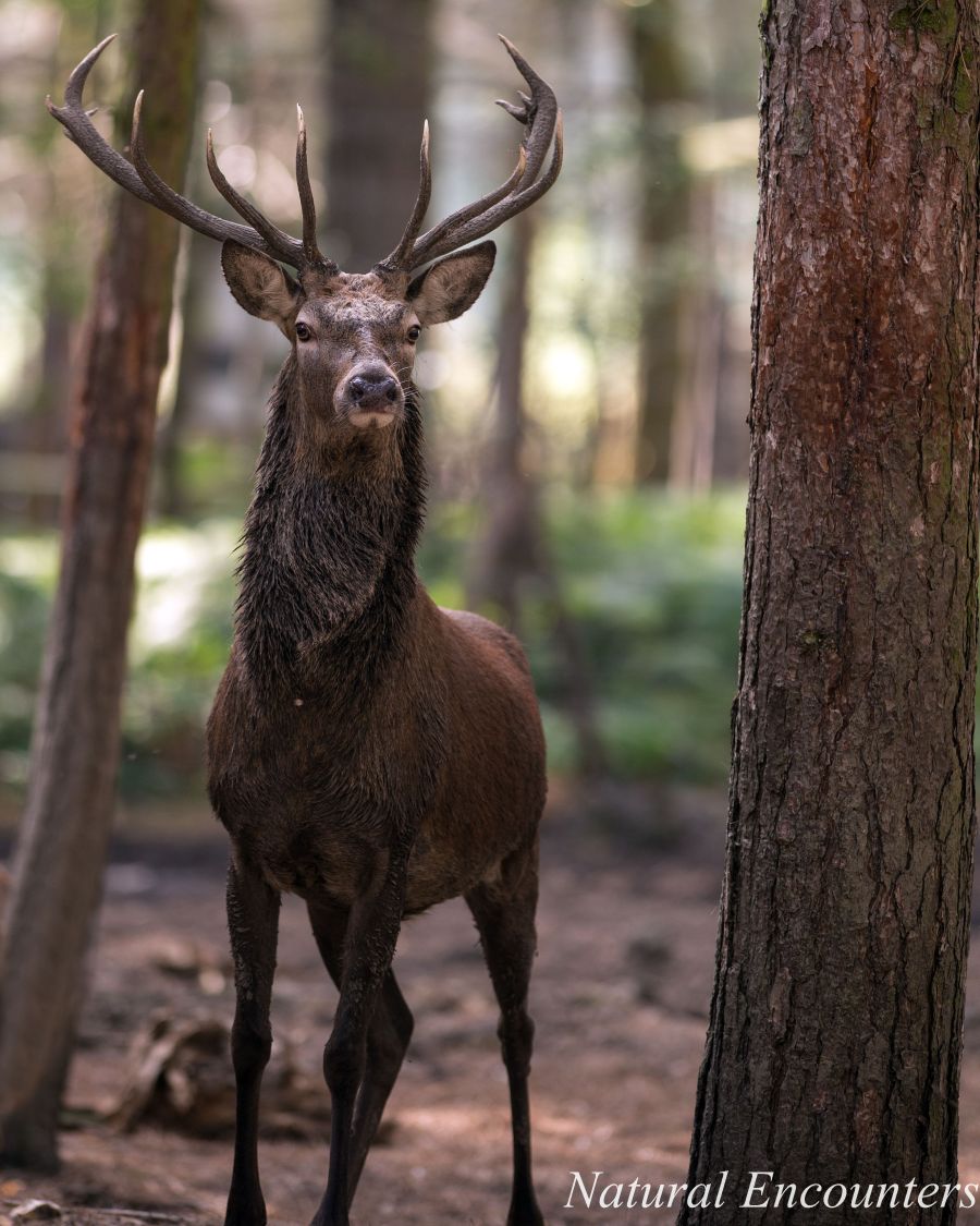 Red Deer Stag