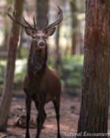 Red Deer Stag