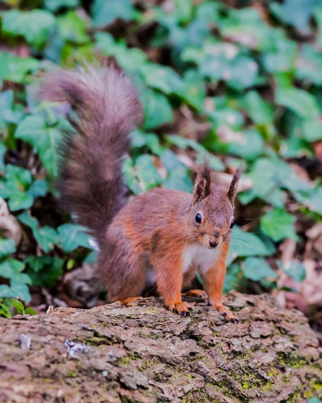 Red Squirrel