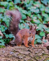 Red Squirrel