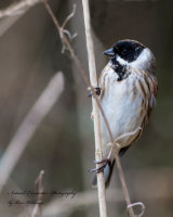 Reed Bunting