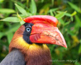 Rufous Hornbill