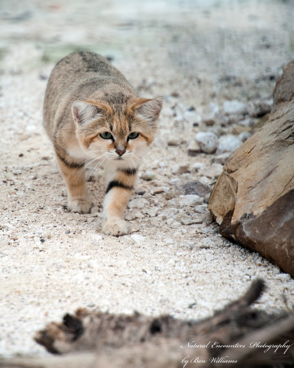 Sand Cat