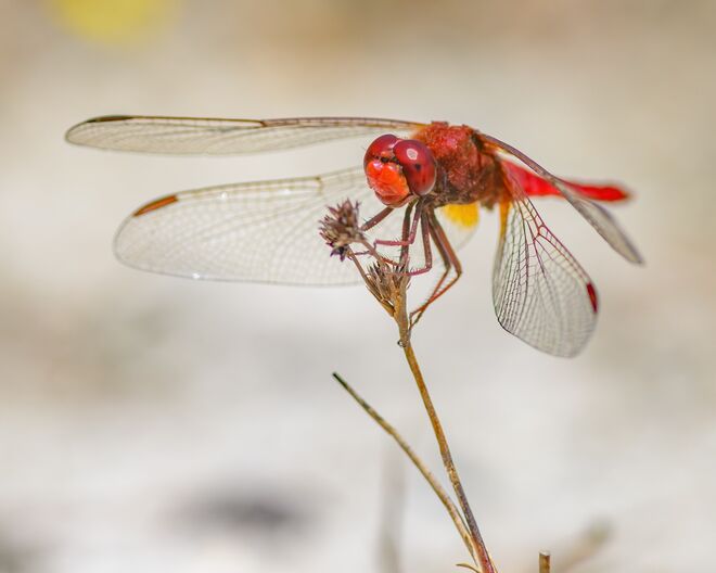 The vivid Scarlet Darter