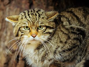 Scottish Wildcat