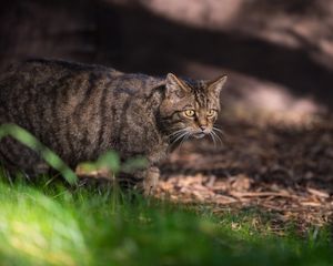 Scottish Wildcat