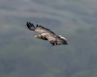 Sea Eagle