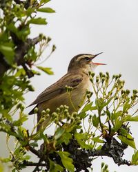 Sedge Warbler in full song