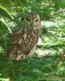 Short eared Owl
