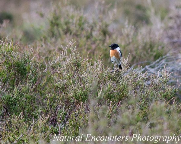 Male Stonechat