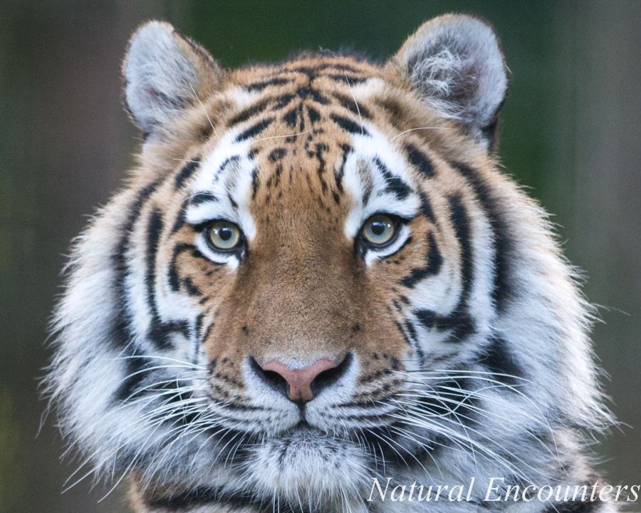 Siberian Tiger