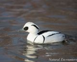 Smew