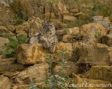 Snow Leopard