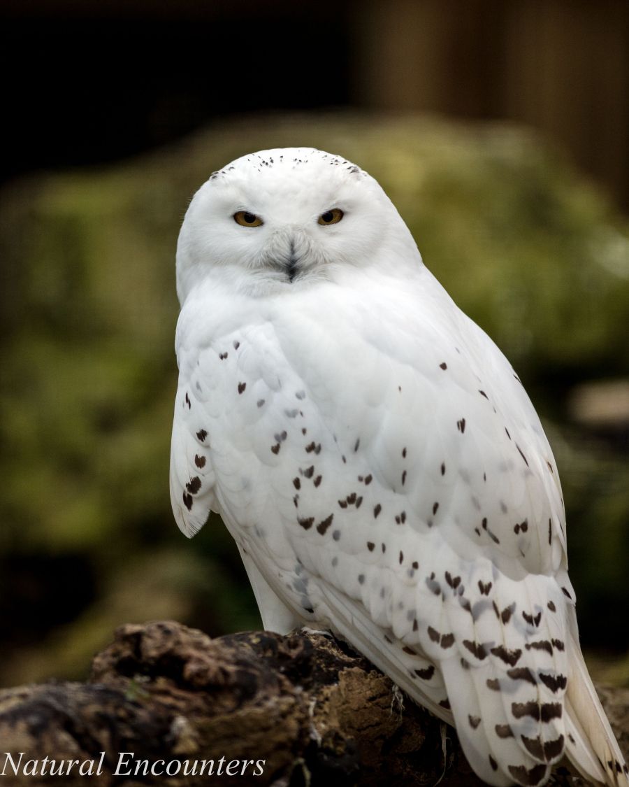 Snowny Owl