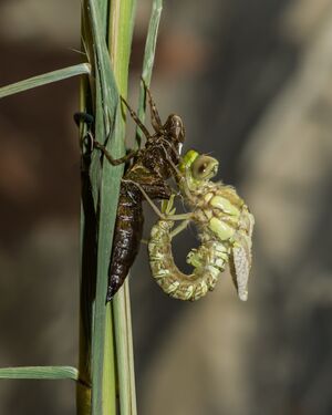 Dragonfly Metamorphosis
