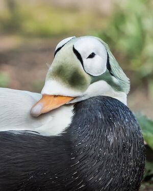 Spectacled Eider
