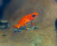 Strawberry Dart Frog
