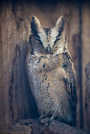 Sunda Scops Owl