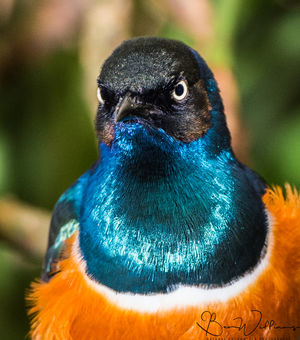 Superb Starling