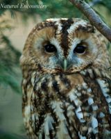 Tawny owl