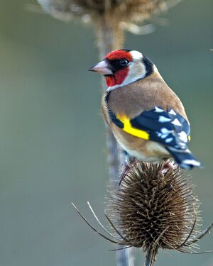Goldfinch on Teasel