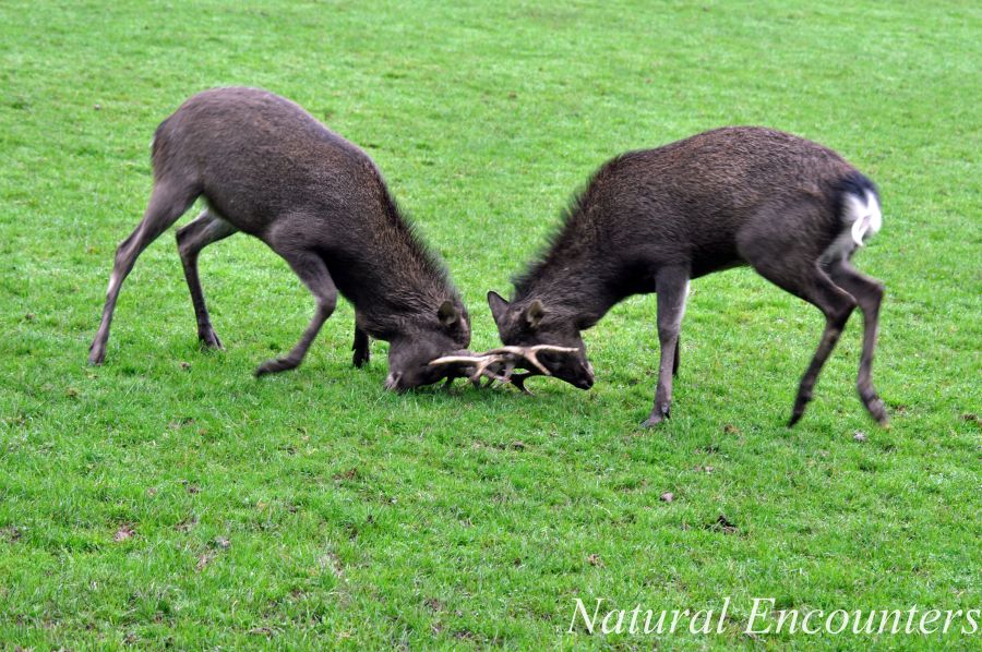 Two Male Sika deer caught mid battle