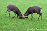 Two Male Sika deer caught mid battle