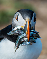 Puffin with Sandeels