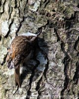 Long Toed Treecreeper