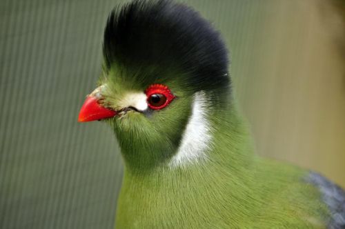 White cheeked turaco