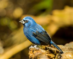 Ultramarine Grosbeak