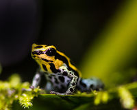 Ranitomeya Variabilis